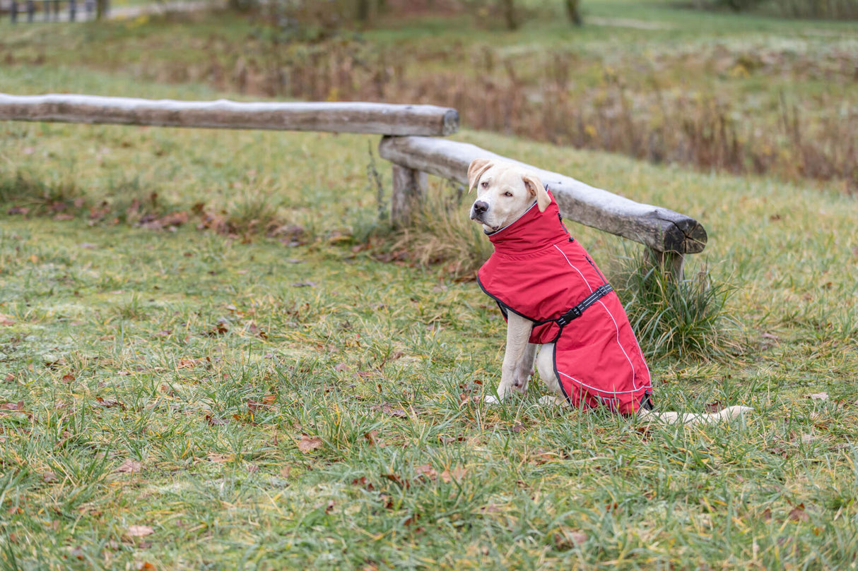 Hund im roten Mantel sitzt vor einem Holzzaun auf einer Wiese im Freien.