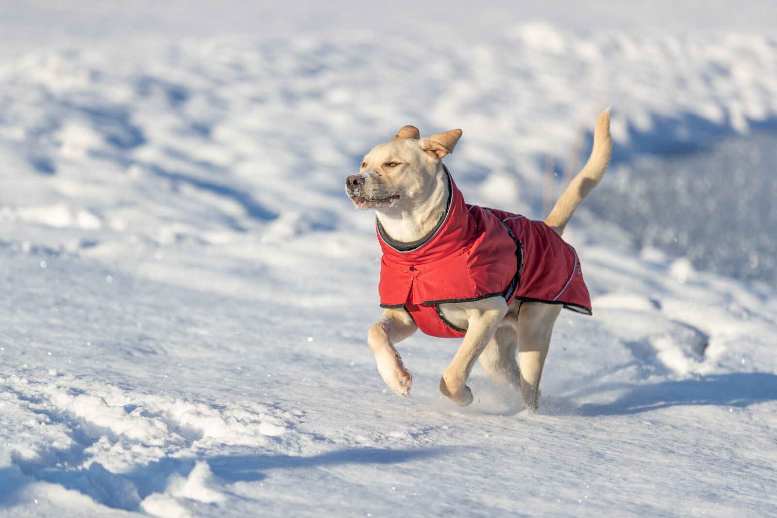 Hund in rotem Mantel läuft durch Schnee im Sonnenlicht.