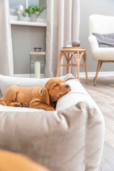 Ein Welpe liegt entspannt in einem beigefarbenen Hundebett in einem Wohnzimmer.