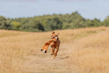 Hundespielzeug Schlenker - Fuchs aus Plüsch, mit Knisterfolie und Quietscher