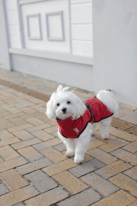 Ein kleiner weißer Hund trägt eine rote Jacke und steht auf einem gepflasterten Weg vor einer Wand.