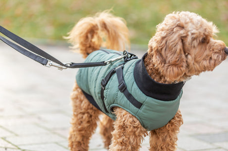 Ein kleiner Hund mit lockigem Fell trägt eine grüne Jacke und ist an der Leine auf einem Weg.