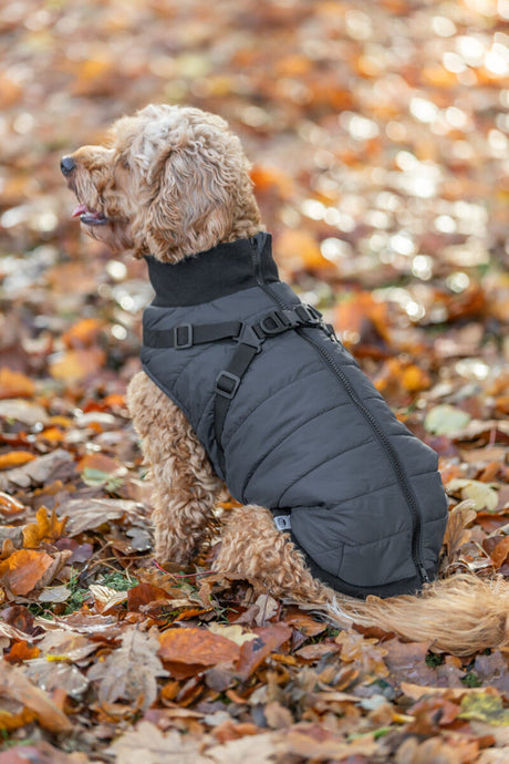 Lockiger Hund trägt schwarze Jacke und sitzt in Herbstlaub.