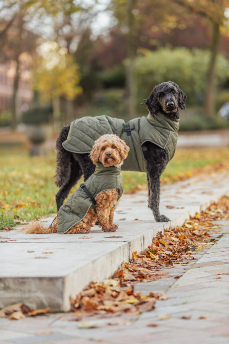 Zwei Hunde in olivgrünen Mänteln stehen auf einem Weg im Herbst.