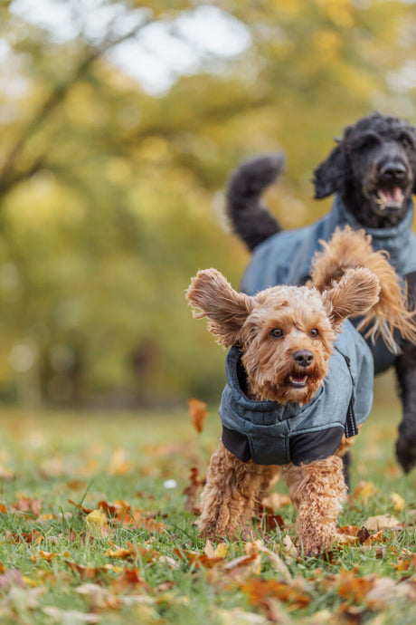 Zwei Hunde in grauen Mänteln laufen auf einer Wiese mit Herbstlaub.