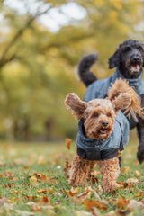 Zwei Hunde in grauen Mänteln laufen auf einer Wiese mit Herbstlaub.