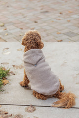 Kleiner Hund in beigefarbenem Mantel sitzt auf einem Weg mit Pflastersteinen.