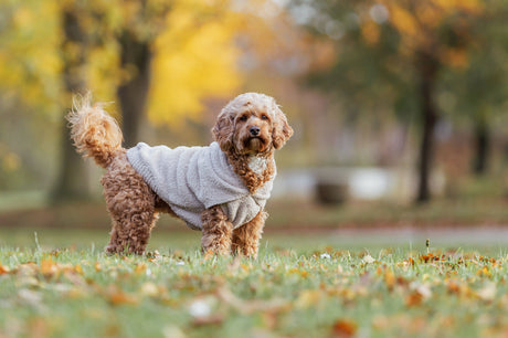 Lockiger Hund mit beigem Pullover steht im herbstlichen Park auf einer Wiese.