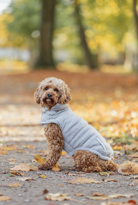 Lockiger Hund mit grauem Mantel sitzt auf herbstlichem Laubweg im Wald.