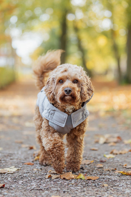Ein Hund mit lockigem Fell trägt eine graue Weste und läuft auf einem mit Laub bedeckten Weg.
