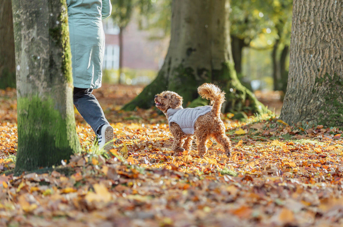 Hund mit grauer Jacke läuft im Herbstlaub neben Person im Park.