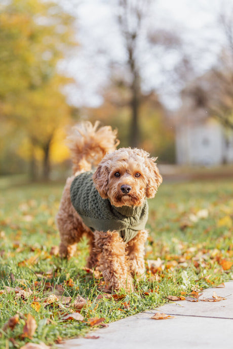 Ein kleiner Hund trägt einen grünen Strickpullover und steht auf einer Wiese mit Herbstlaub.