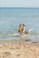 Ente Hundespielzeug