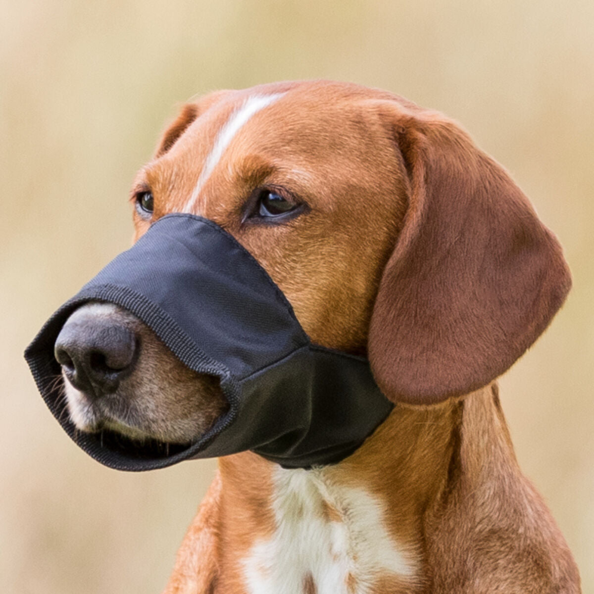 Brauner Hund trägt schwarzen Maulkorb im Freien.