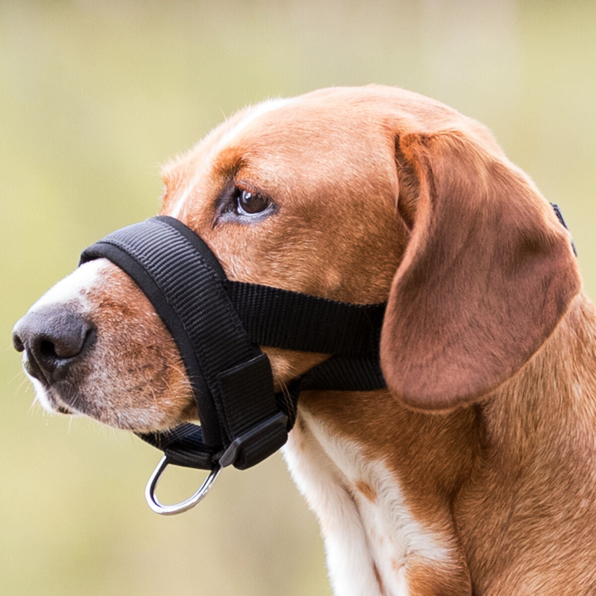 Hund mit braunem Fell trägt schwarzen Maulkorb im Freien.