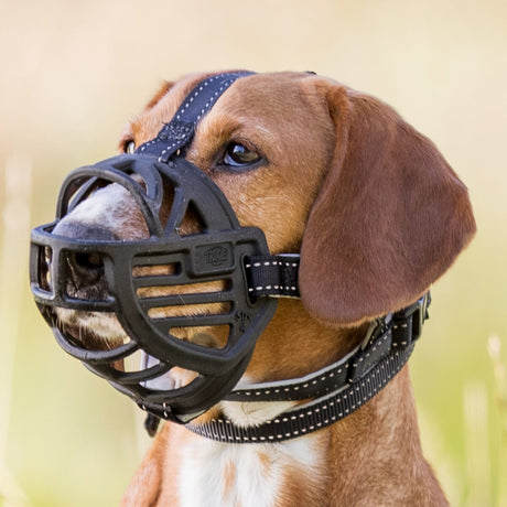 PHO_IMAGE_DOG_Mischling-Bootsmann-Maulkorb-Wiese-7