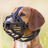 PHO_IMAGE_DOG_Mischling-Bootsmann-Maulkorb-Wiese-7
