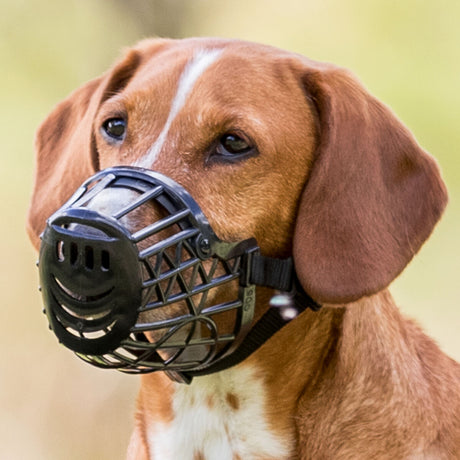 Hund mit braunem Fell trägt schwarzen Maulkorb im Freien.