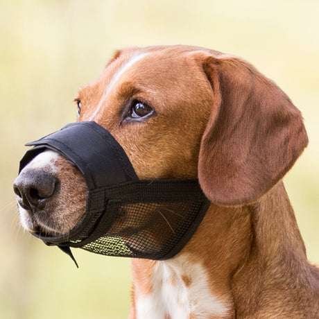 Hund mit braunem Fell trägt einen schwarzen Maulkorb vor unscharfem Hintergrund.