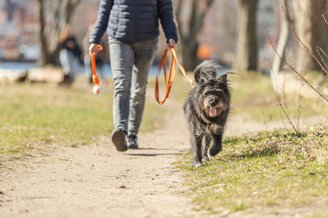 Eine Person führt einen schwarzen Hund an der Leine auf einem Spaziergang über einen Weg im Freien.