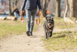Eine Person führt einen schwarzen Hund an der Leine auf einem Spaziergang über einen Weg im Freien.