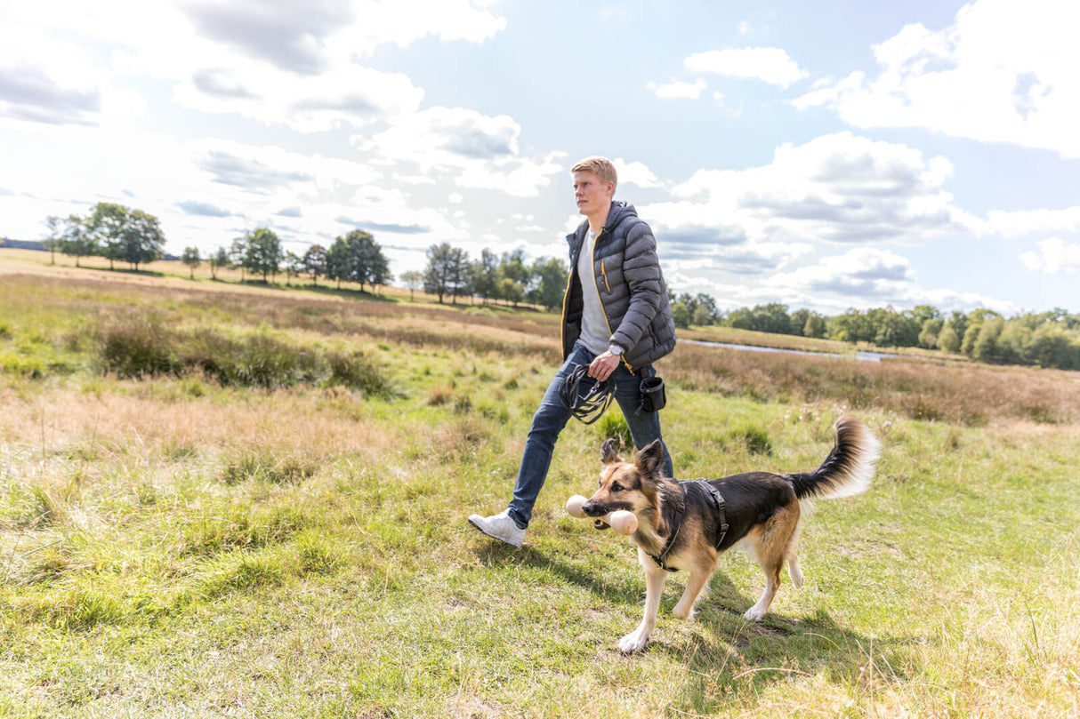 Mensch mit grauer Jacke geht mit großem Hund, der Spielzeug trägt, auf einer Wiese spazieren.