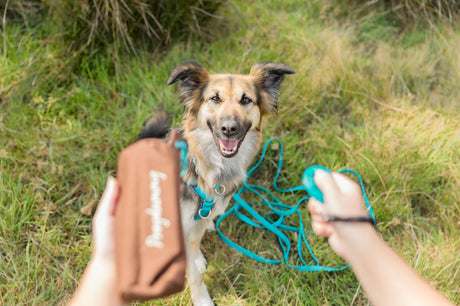 Ein Hund mit braunem Fell sitzt im Gras, während jemand ein braunes Leckerli-Täschchen hält.