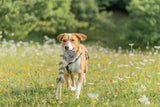 Hundespielzeug Echtleder Fischgräte am Tau, Geräuschlos