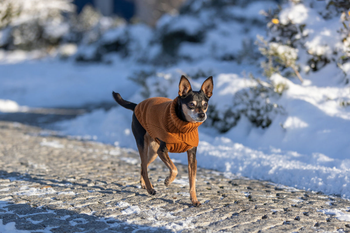 Kleiner Hund mit orangefarbenem Pullover läuft auf schneebedecktem Weg.