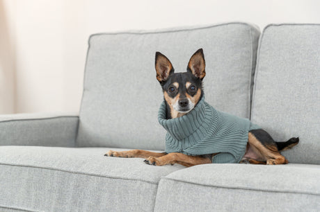 Kleiner Hund in grauem Strickpullover liegt auf hellgrauem Sofa.