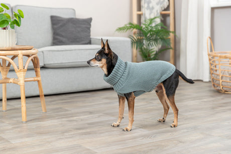 Kleiner Hund in grauem Pullover steht auf Holzboden vor grauem Sofa mit Pflanze.