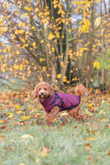 PHO_IMAGE_DOG_Pudelmix-Milo-Geschirr-Wintermantel-Pirou-Natur-10
