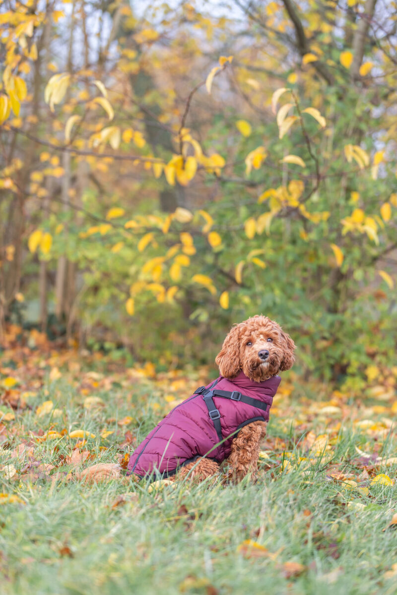 Ein kleiner Hund sitzt in lila Hundemantel auf einer Wiese im Herbst.