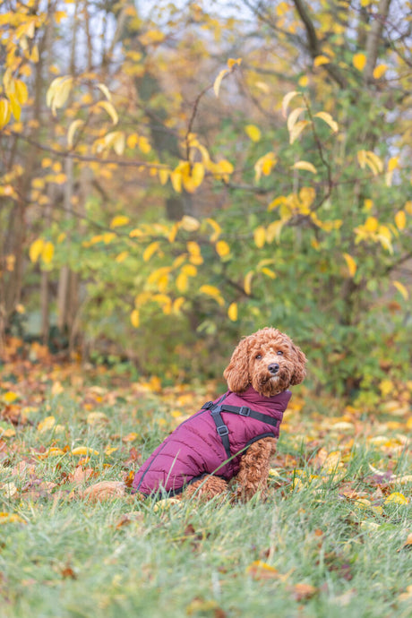 Ein kleiner Hund sitzt in lila Hundemantel auf einer Wiese im Herbst.