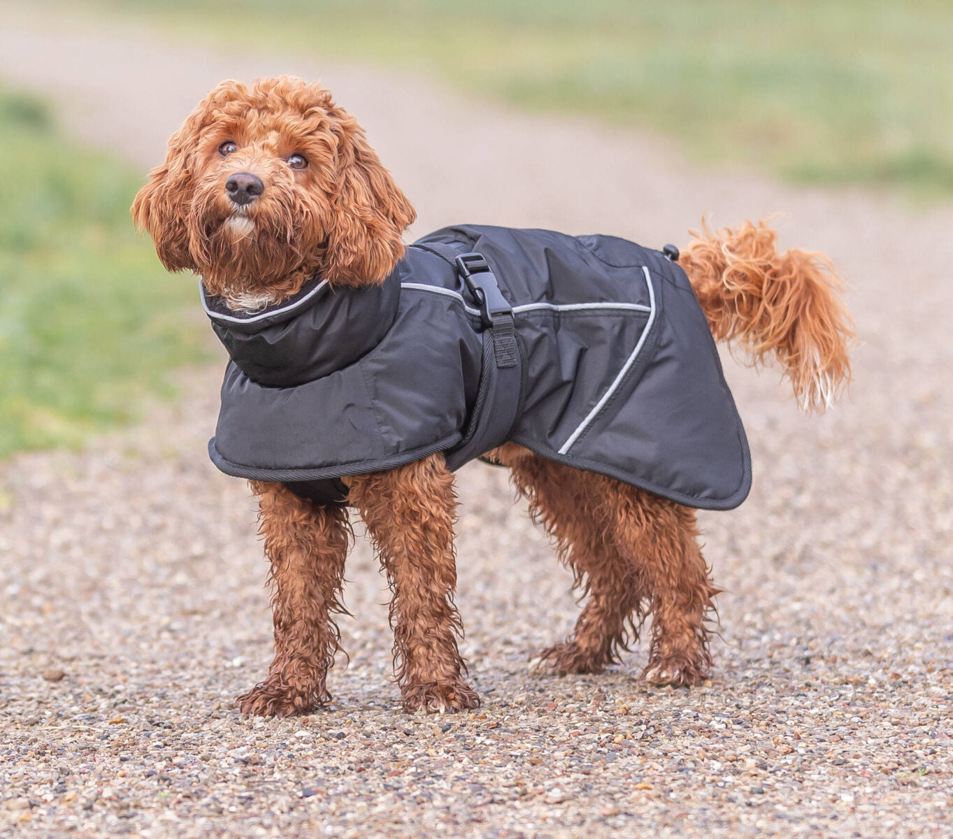 Ein kleiner Hund mit lockigem Fell trägt eine schwarze Jacke auf einem Kiesweg.