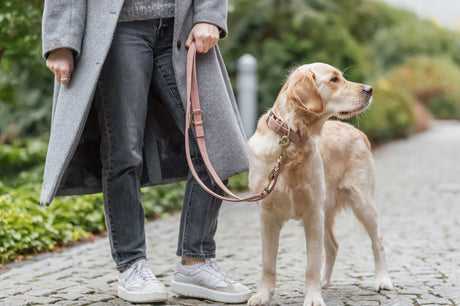 Person führt einen hellbraunen Hund an einer Leine auf einem gepflasterten Weg.