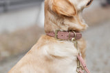 Hund trägt ein rosafarbenes Halsband mit goldener Schnalle von TRIXIE.