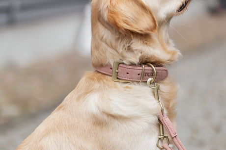 Hund trägt ein rosafarbenes Halsband mit goldener Schnalle von TRIXIE.