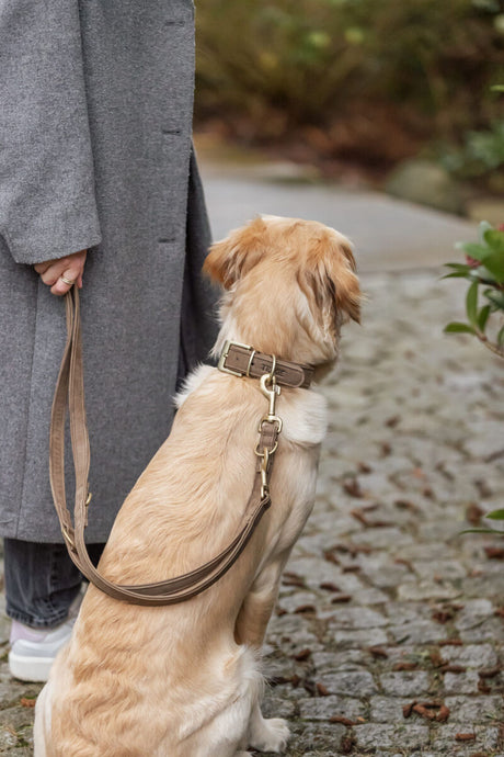 Ein hellbrauner Hund sitzt mit Leine neben einer Person in grauem Mantel auf einem gepflasterten Weg.