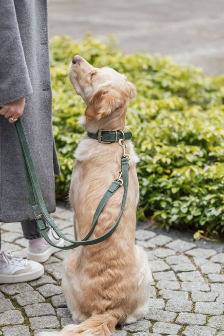 Ein Hund mit grünem Halsband sitzt auf einem gepflasterten Weg neben einer Person.