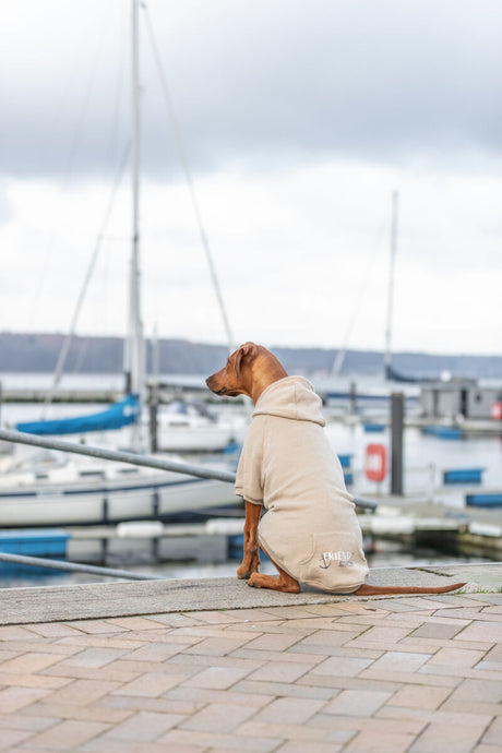 Hund mit beiger Jacke sitzt am Hafen vor geparkten Segelbooten.
