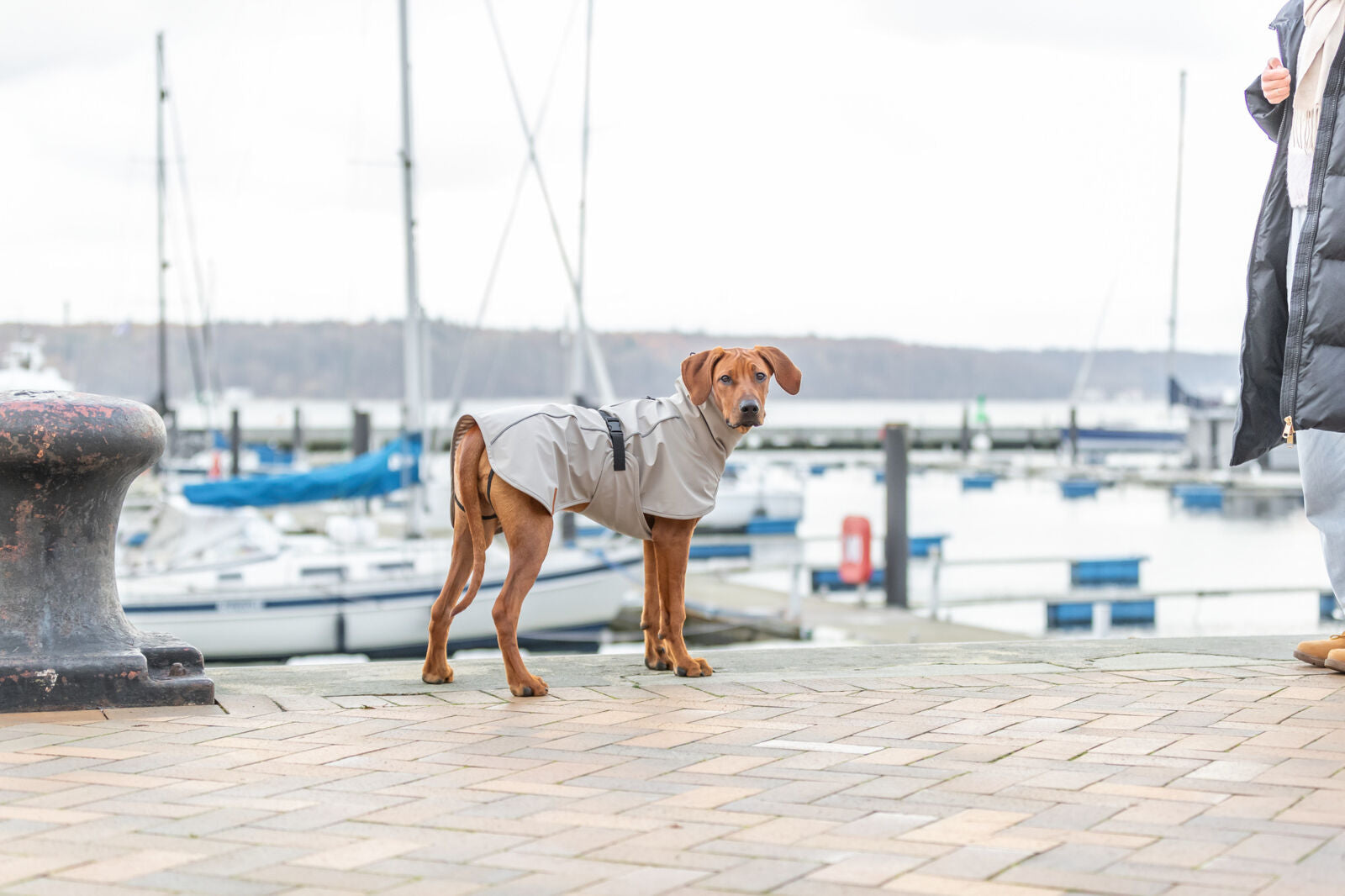 Hund mit grauem Mantel steht auf einem Hafensteg vor Segelbooten.