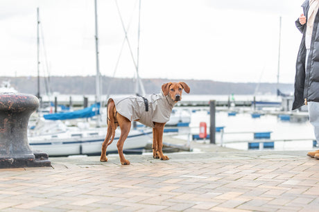 Hund mit grauem Mantel steht auf einem Hafensteg vor Segelbooten.