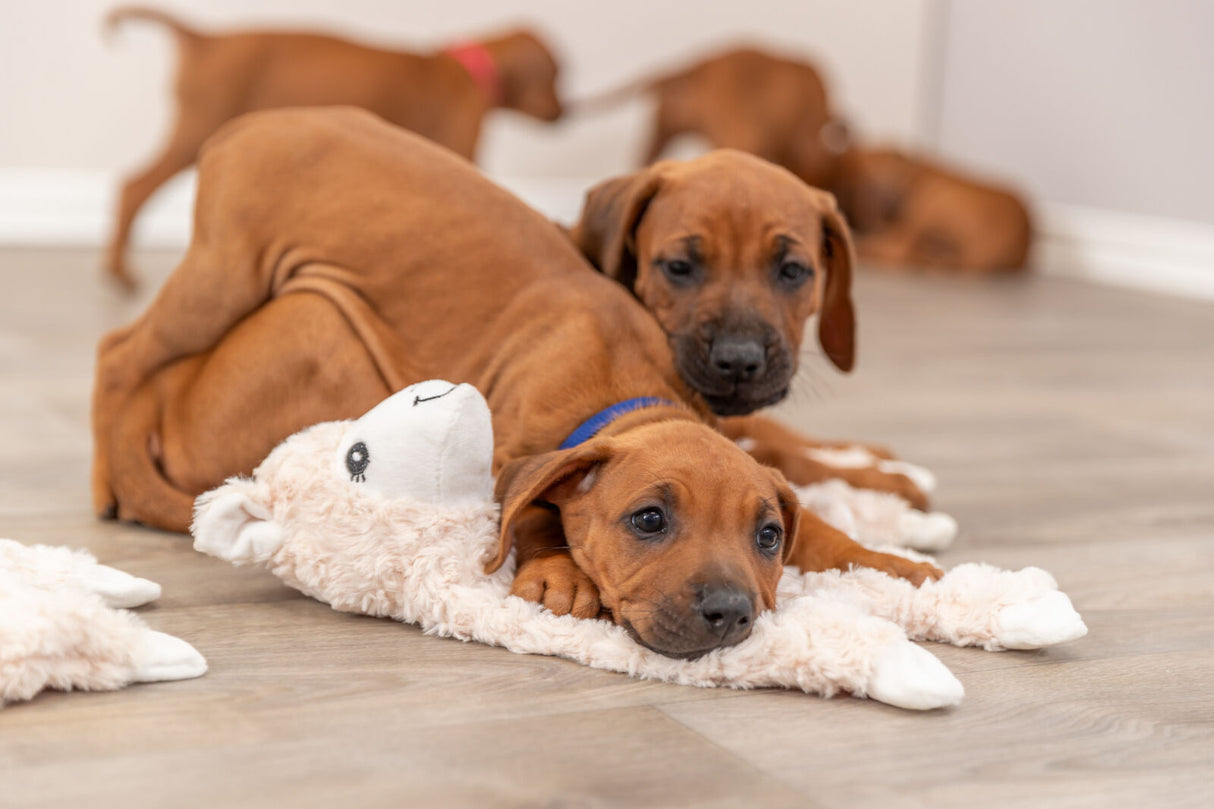 Schlenker-Lama für Hunde