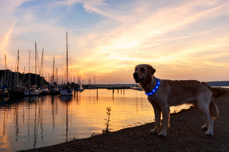 Hund mit leuchtendem Halsband steht bei Sonnenuntergang an einem Hafen.