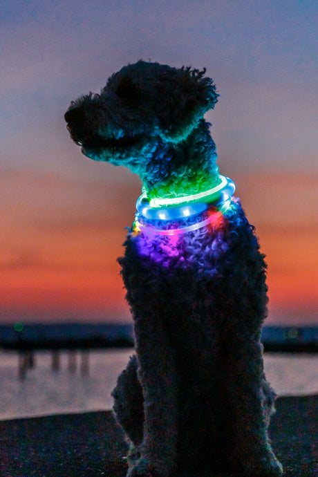 Hund mit leuchtendem Halsband sitzt vor Sonnenuntergang.