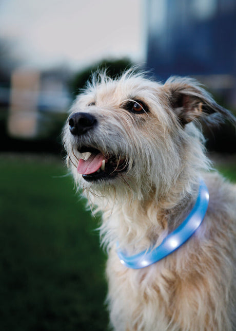 Ein Hund mit hellem Fell trägt ein leuchtendes Halsband im Freien.