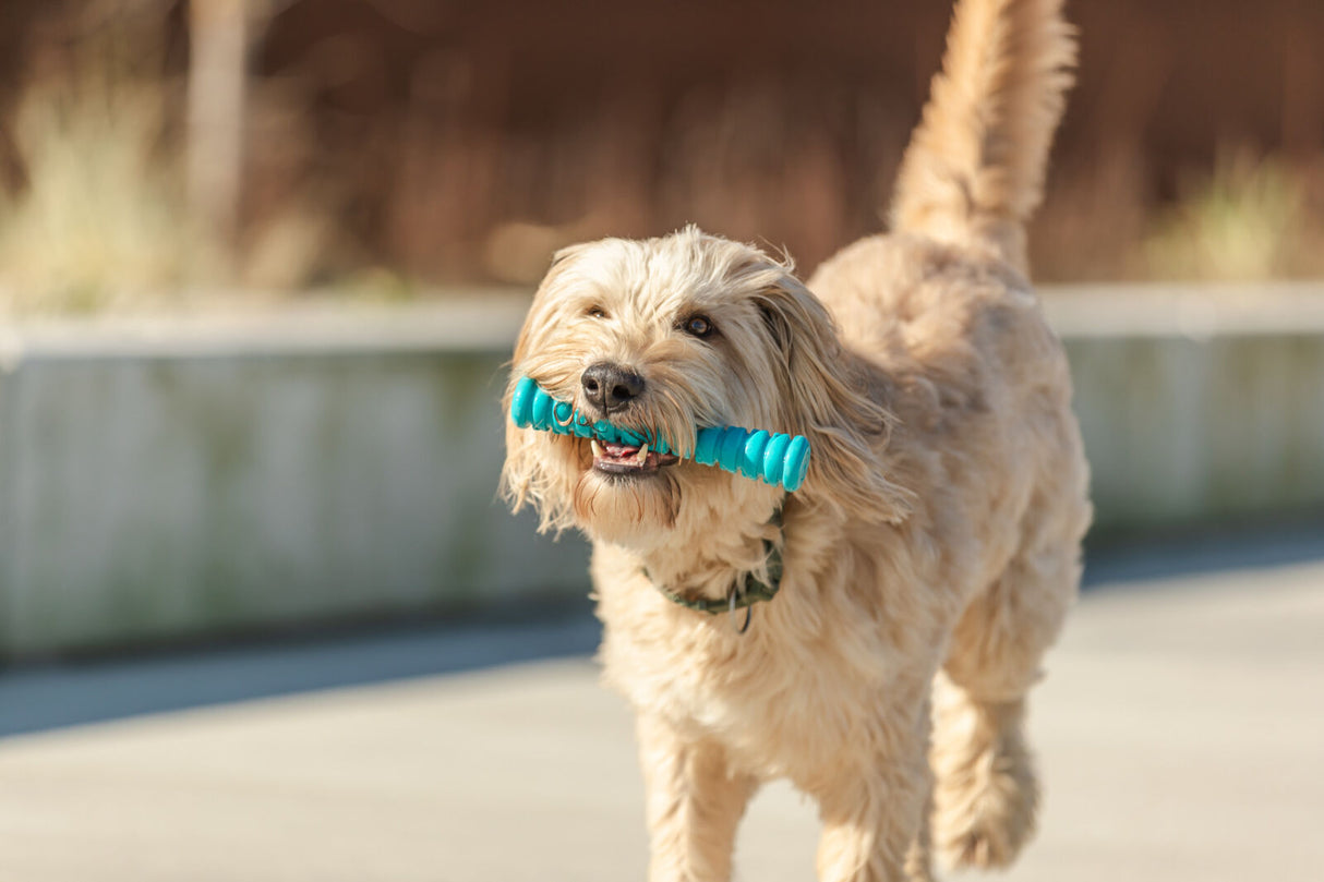 Ein Hund mit hellem Fell hält ein blaues Spielzeug im Maul und läuft über einen Weg.