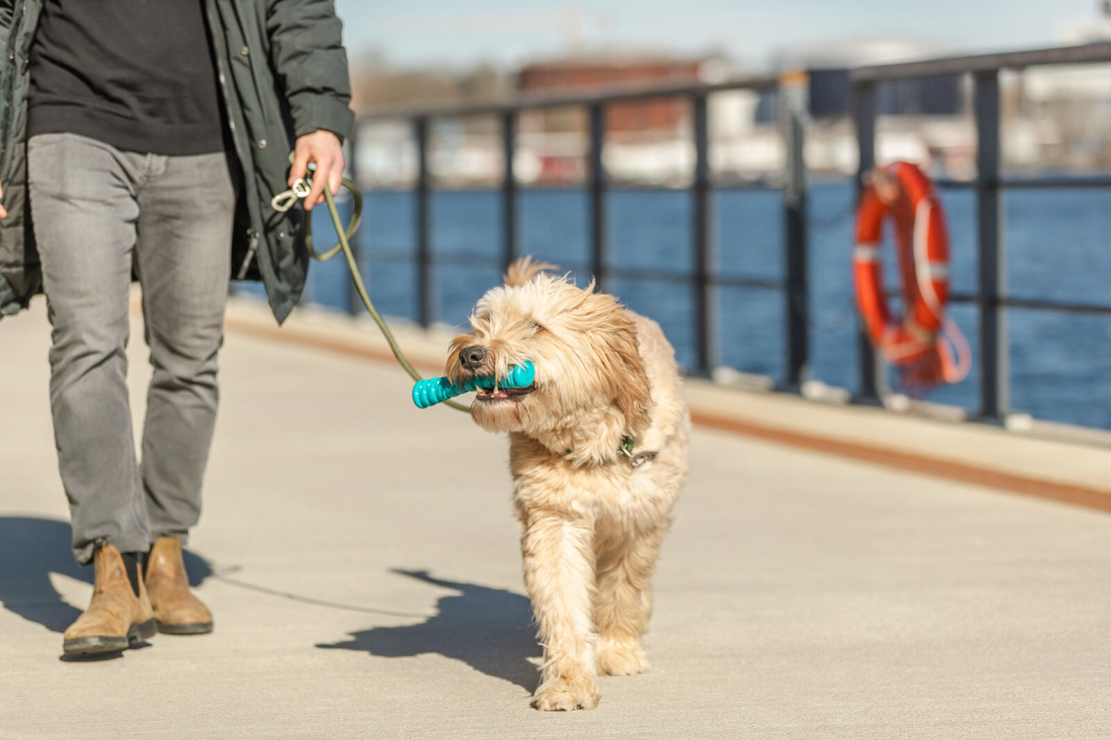 Ein Hund mit beigem Fell trägt ein blaues Spielzeug am Wasser, begleitet von einer Person.