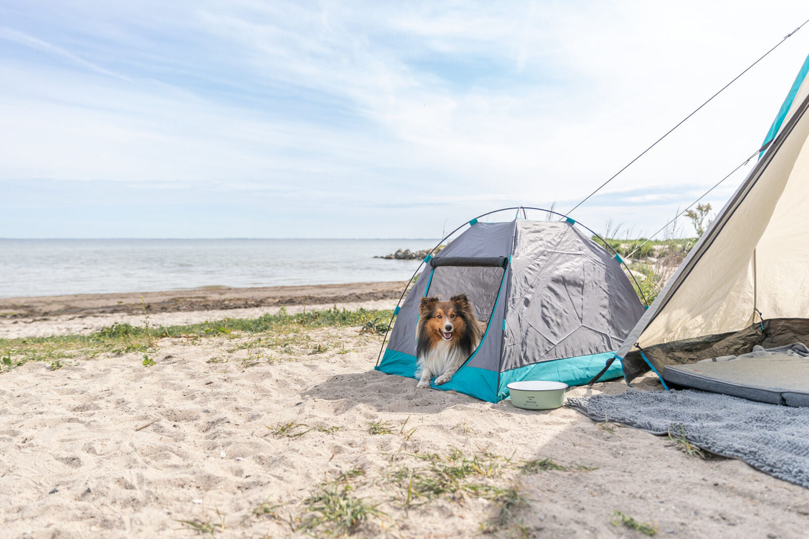 Ein Hund sitzt in einem kleinen Zelt am Strand neben einem Wasserbehälter.